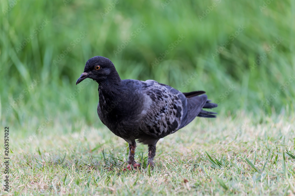 Fototapeta premium Pigeon birds in the park.
