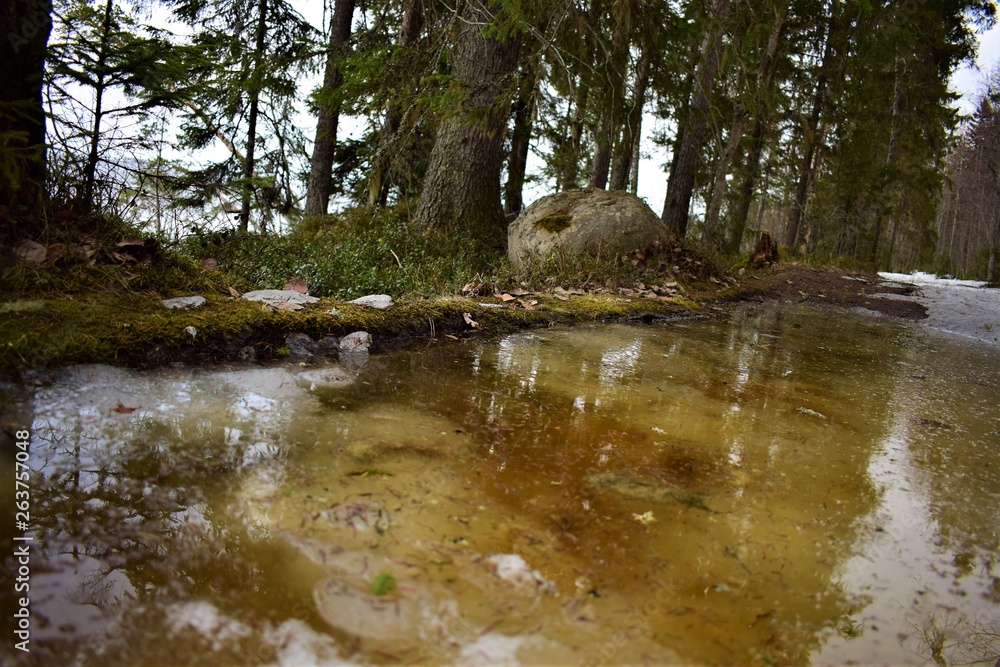 Obraz premium forest