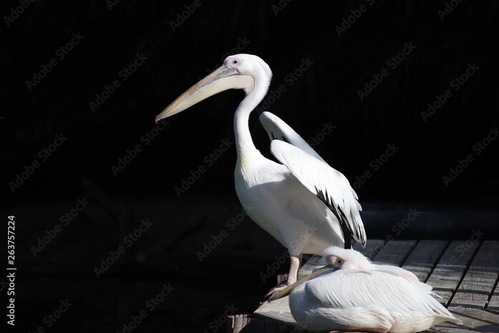 Obraz premium Pelícano 