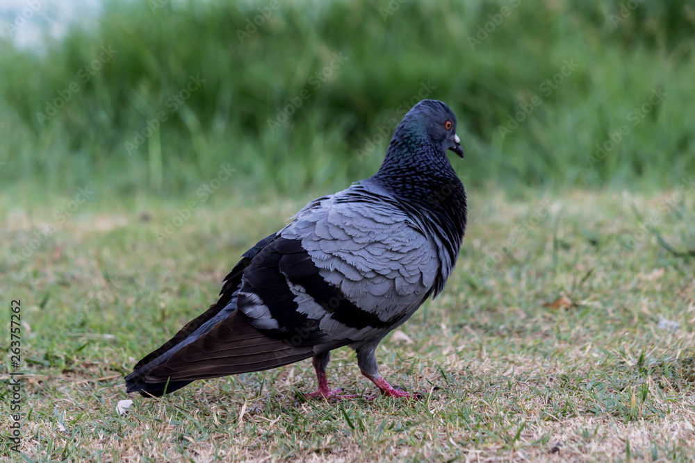 Fototapeta premium Pigeon birds in the park.