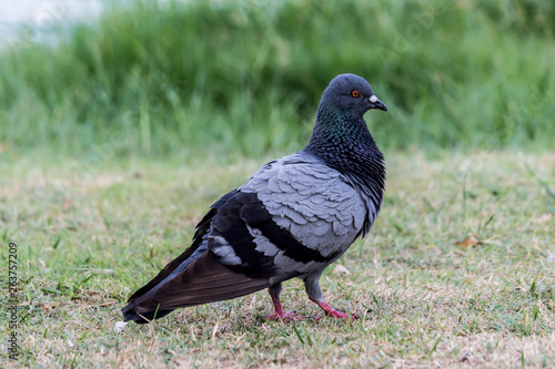 Pigeon birds in the park.