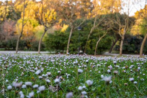 field of grass and white flowers