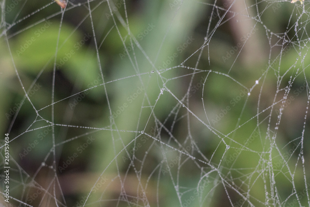 Macro photo of the spiderWeb on a green background