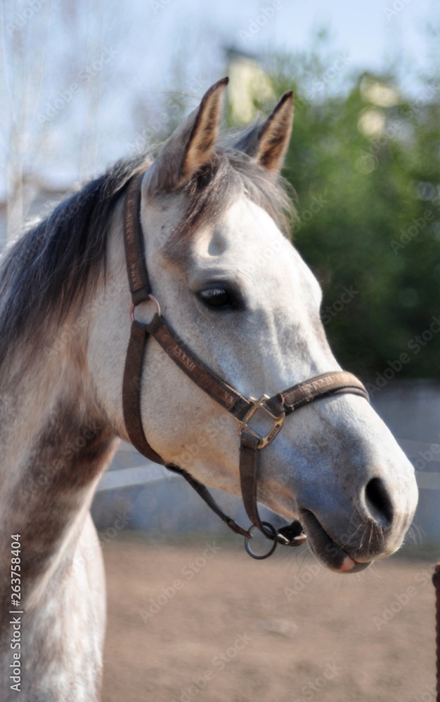 Grey mare on spring day Grey mare on spring day