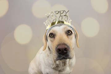 LABRADOR DOG WEARING A A TEXT DIADEM OF HAPPY NEW YEAR. ISOLATED SHOT AGAINST GRAY COLORED BACKGROUND WITH DEFOCUSED OVERLAYS.