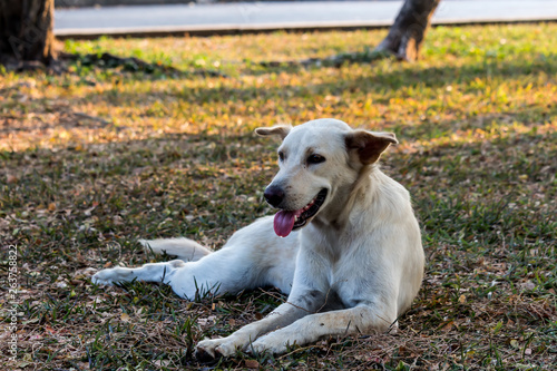 Vagrant dog in the park.