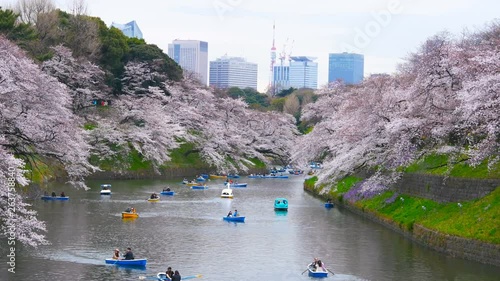 Cherry blossom festival at Chidorigafuchi Park. Chidorigafuchi Park is one of the best place to enjoy it