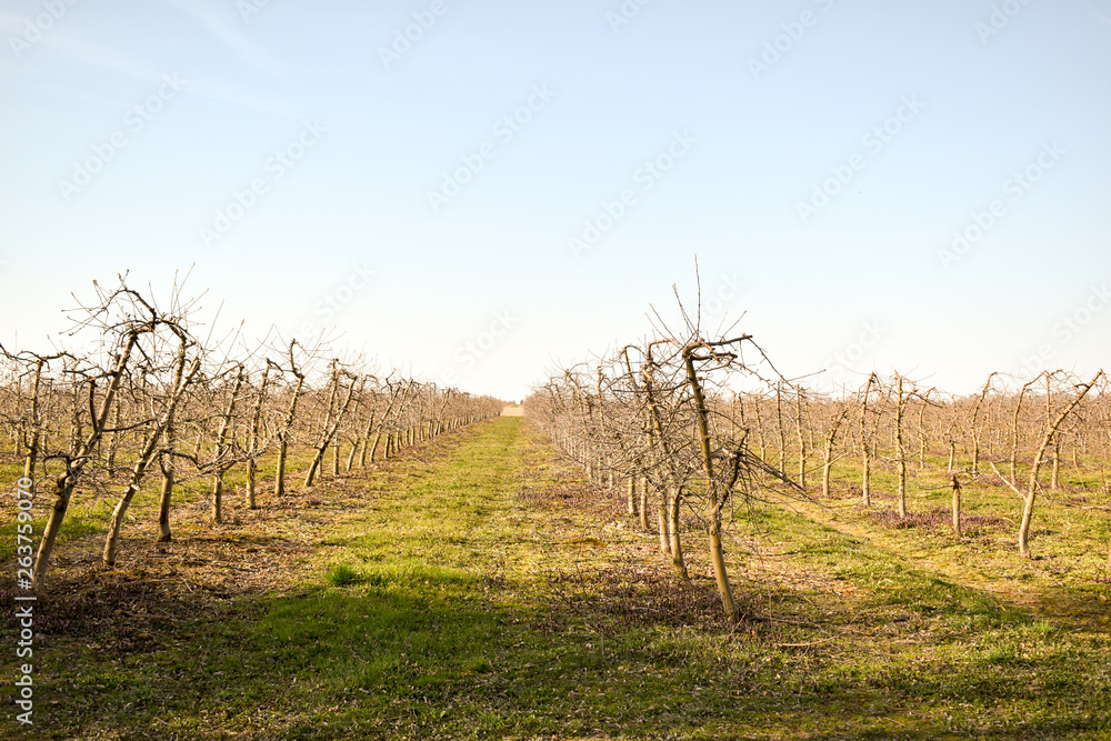 Apple orchard in spring Apple orchard in spring