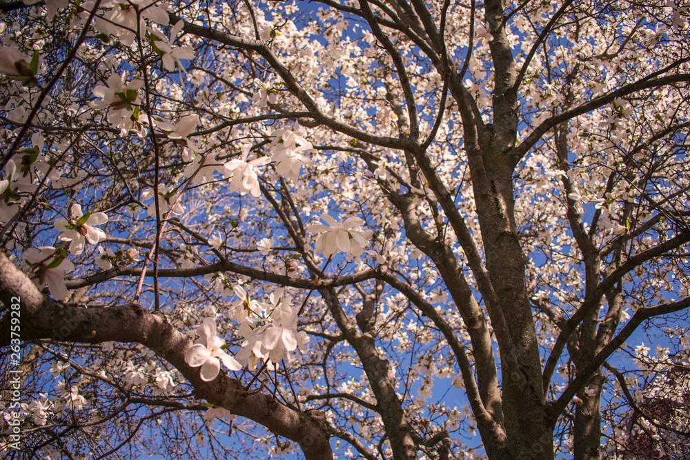Fototapeta premium Magnolia blossom branches over blue sky. Springtime