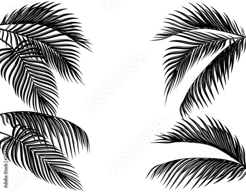 Set of black and white tropical palm leaves. Isolated on white background illustration