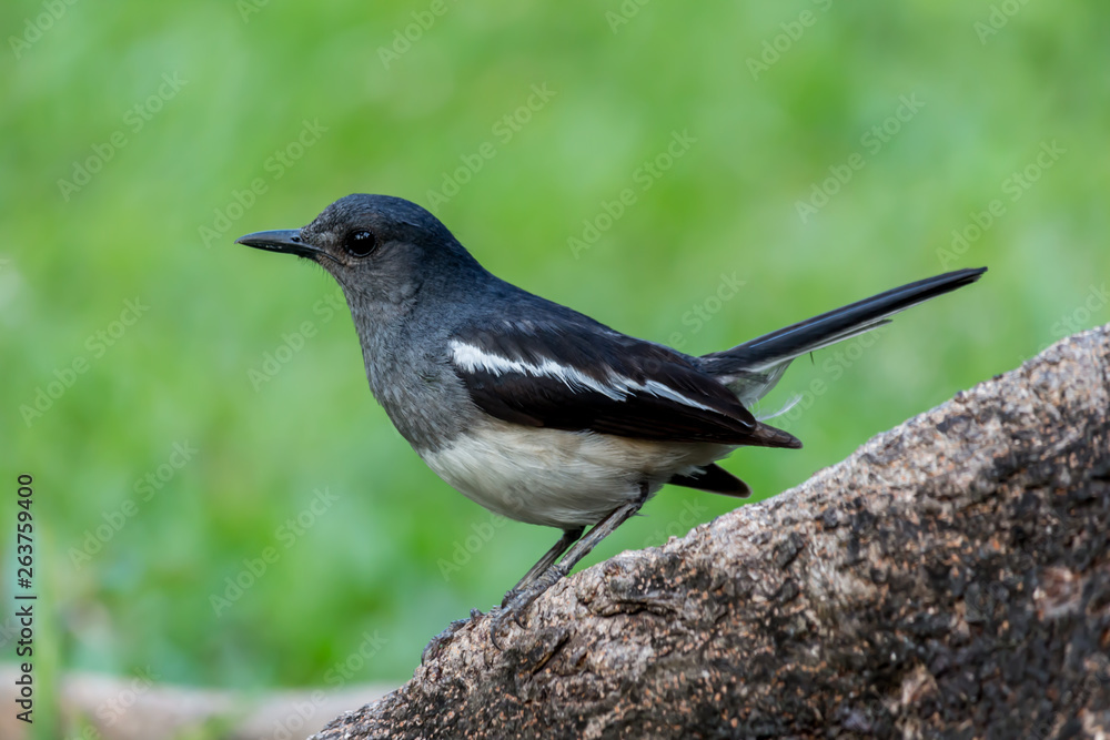 Obraz premium The small bird is in the garden.