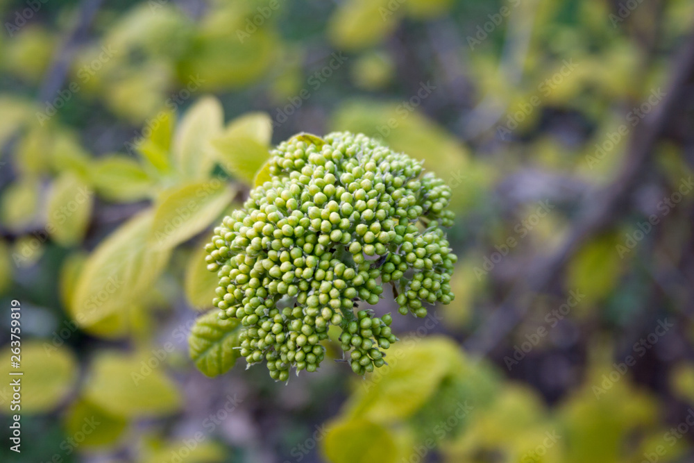 Lime green shrub inflorescence close up on a spring day Lime green shrub inflorescence close up on a spring day