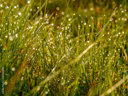 Fresh morning dew on a grass. Close up, Selective focus.