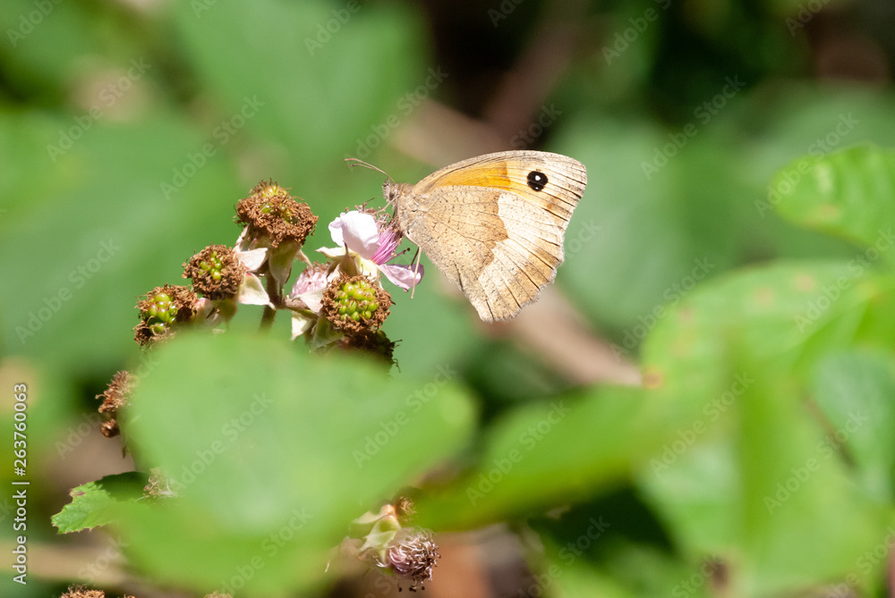 Fototapeta premium Schmetterlinge am Walderand