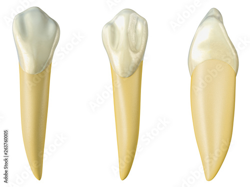 mandibular canine tooth in the buccal, palatal and lateral views. Realistic 3d illustration of mandibular canine tooth.