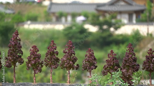 Lettuce leaves mature on the field in the countryside, Danyang-gun.