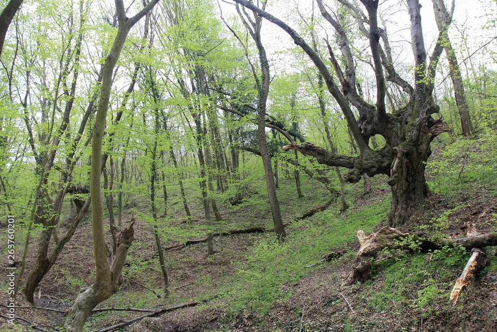 Spring forest in the outskirts of Varna (Bulgaria) Spring forest in the outskirts of Varna (Bulgaria)