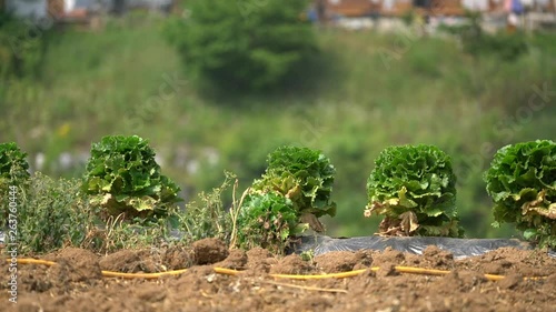 Lettuce leaves mature on the field in the countryside, Danyang-gun.