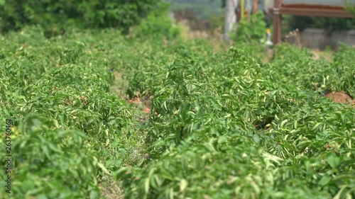 Green vegetables grow by the road under the sunlight.