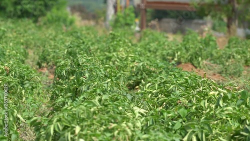 Green vegetables grow by the road under the sunlight.