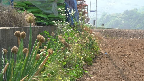 Spring onions grow in the field under the sunlight.