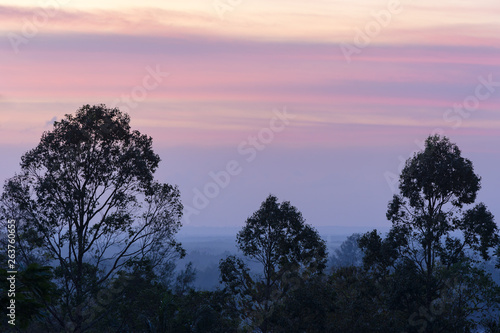 Colorful beautiful magenta clouds on sky before the sunrise in the hazy early morning time. Trees silhouettes on foreground
