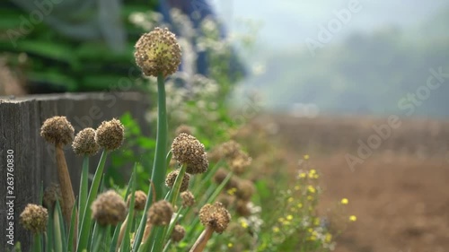 Spring onions grow in the field under the sunlight.