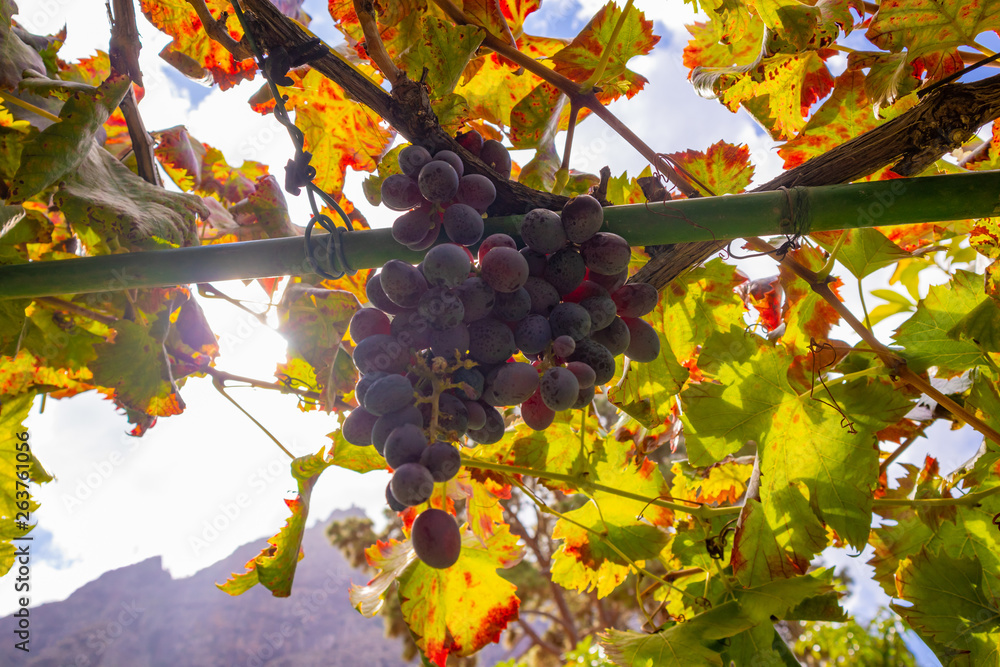 Close-Up Of Grape Bunch At Organic Vineyard Against Sun