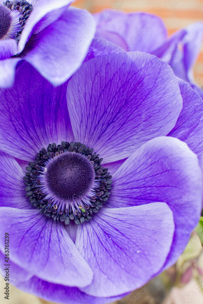 Flor de amapola morada, macro con detalles Stock Photo | Adobe Stock