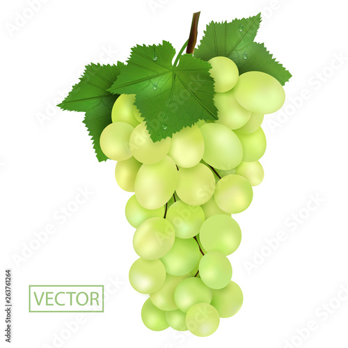 Realistic green grapes and leaves with drops. Ripe Juicy fruit 3d illustration high detail isolated on white background. Vector