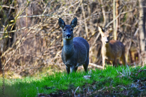 Deer in bavaria © Gerhard