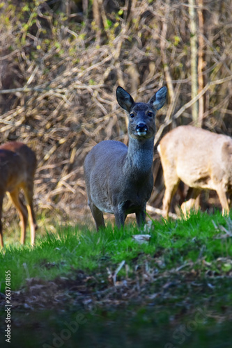 Fototapeta Naklejka Na Ścianę i Meble -  Deer in bavaria