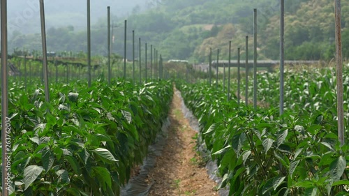 Perilla or sesame leaves mature on the field in the countryside, Danyang-gun. This rural scene is a peaceful and pastoral scenery.