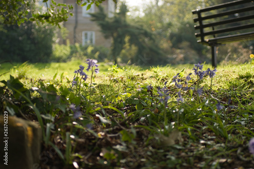 Bench in English Summer Garden