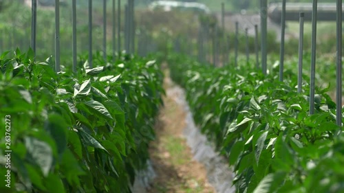 Perilla or sesame leaves mature on the field in the countryside, Danyang-gun. This rural scene is a peaceful and pastoral scenery.