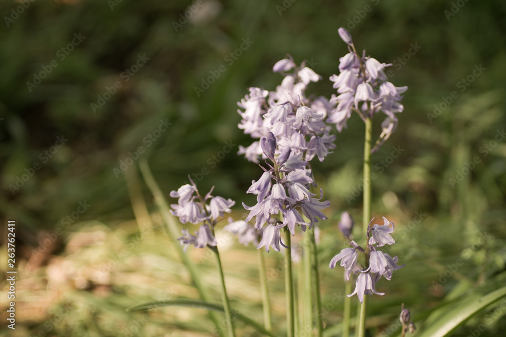 Bluebell flowers growing in garden Bluebell flowers growing in garden