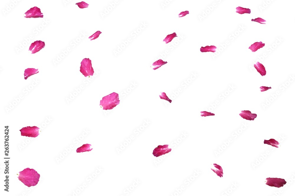 Blurred a group of sweet pink rose corollas on white isolated background Blurred a group of sweet pink rose corollas on white isolated background