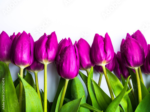 Beautiful purple tulips  Liliaceae Lilieae tulipa  with green leaves isolated on white