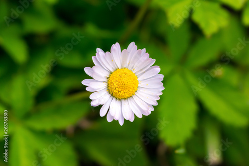 Daisy macro photo