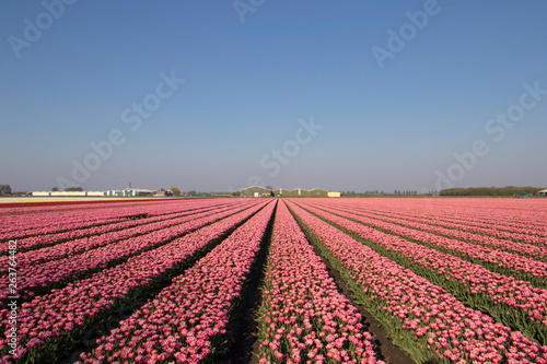 Landscape with innumerable colored pink tulips in a row in a Dutch spring landscape on a sunny day
