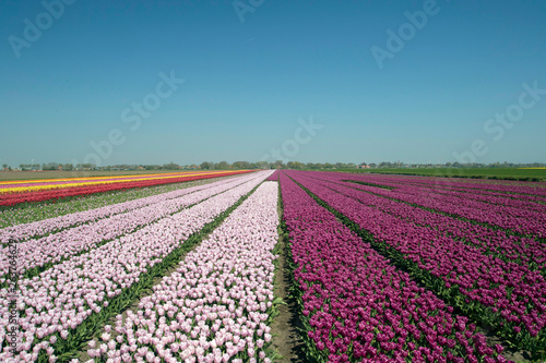 Landscape with innumerable colored tulips in a row in a Dutch spring landscape on a sunny day