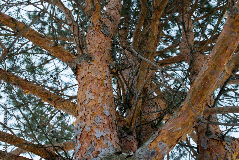 The trunk of pine tree in the forest looking up to the crown and sky The trunk of pine tree in the forest looking up to the crown and sky
