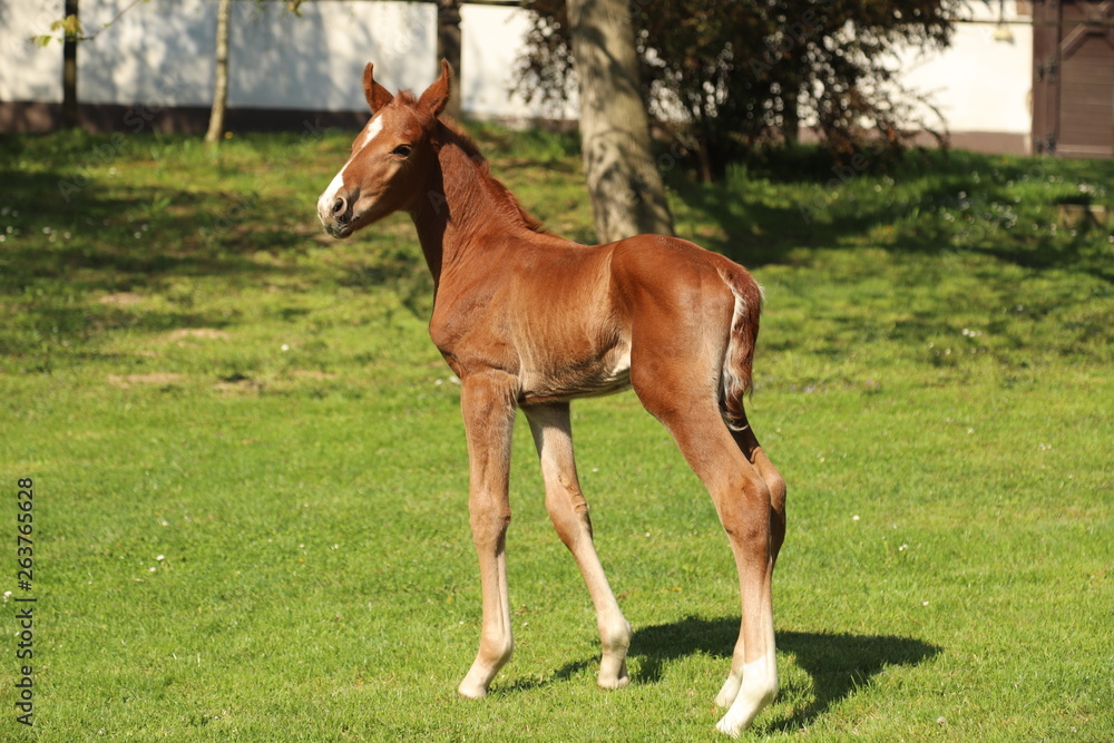 One day old purebred chestnut foal playing first time in the green