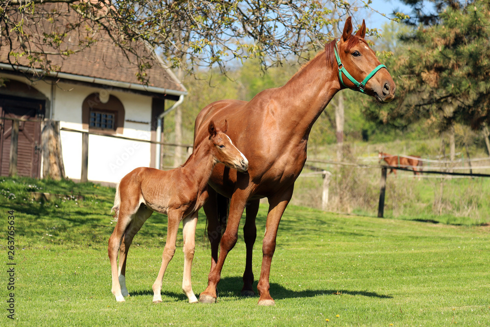 One day old purebred chestnut foal playing first time with her mother in the green One day old purebred chestnut foal playing first time with her mother in the green