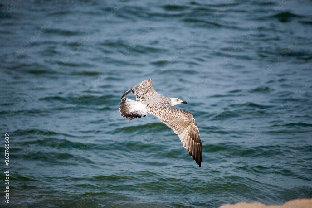 seagull in flight, seagull on the background of the sea and waves