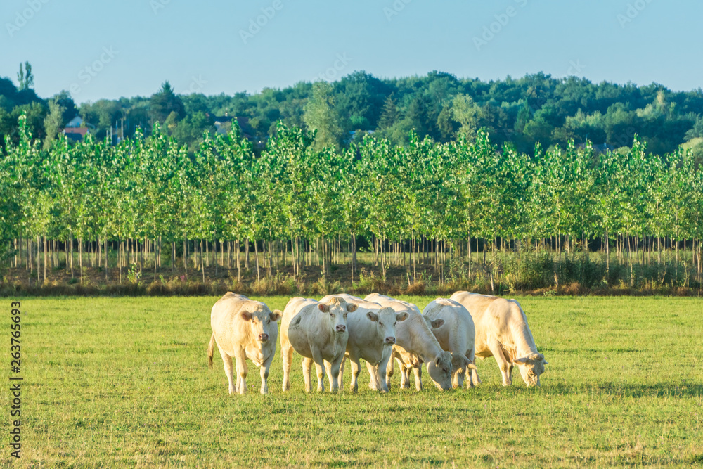 Herd of white bulls grazing in green meadow when the sun goes down, Bourgogne landscape. France, Burgundy. Herd of white bulls grazing in green meadow when the sun goes down, Bourgogne landscape. France, Burgundy.