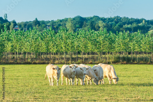 Herd of white bulls grazing in green meadow when the sun goes down, Bourgogne landscape. France, Burgundy.