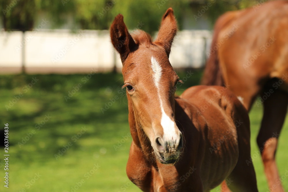 Fototapeta premium One day old purebred chestnut foal playing first time in the green