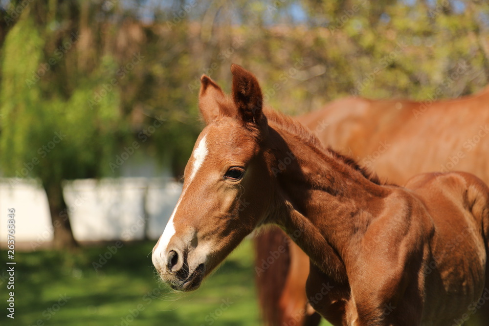 Fototapeta premium One day old purebred chestnut foal playing first time in the green