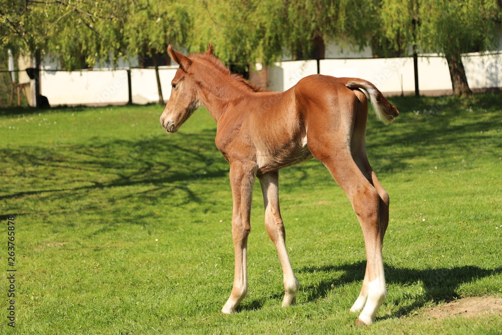 One day old purebred chestnut foal playing first time with her mother in the green One day old purebred chestnut foal playing first time with her mother in the green